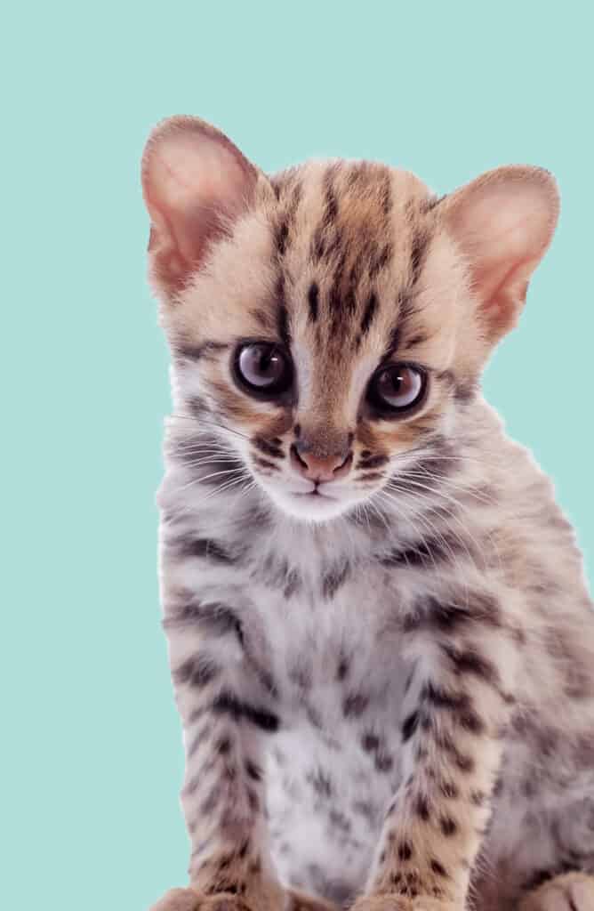 A baby saber tailed cat is sitting in front of a blue background.