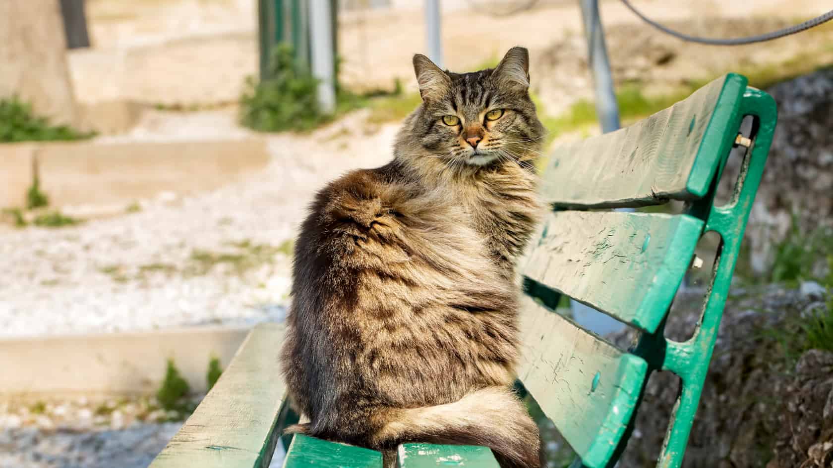 A cat sitting on a green bench.
