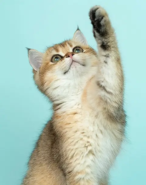 ans2 1698253851 2085340832 1698253851 1508964783