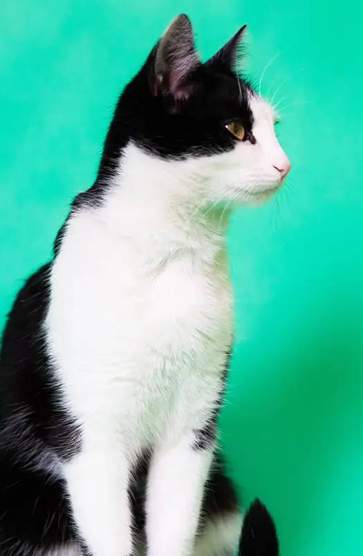 ans7 1698253862 1145480842 1698253862 1714481720