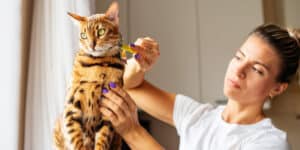 A woman is brushing a bengal cat.