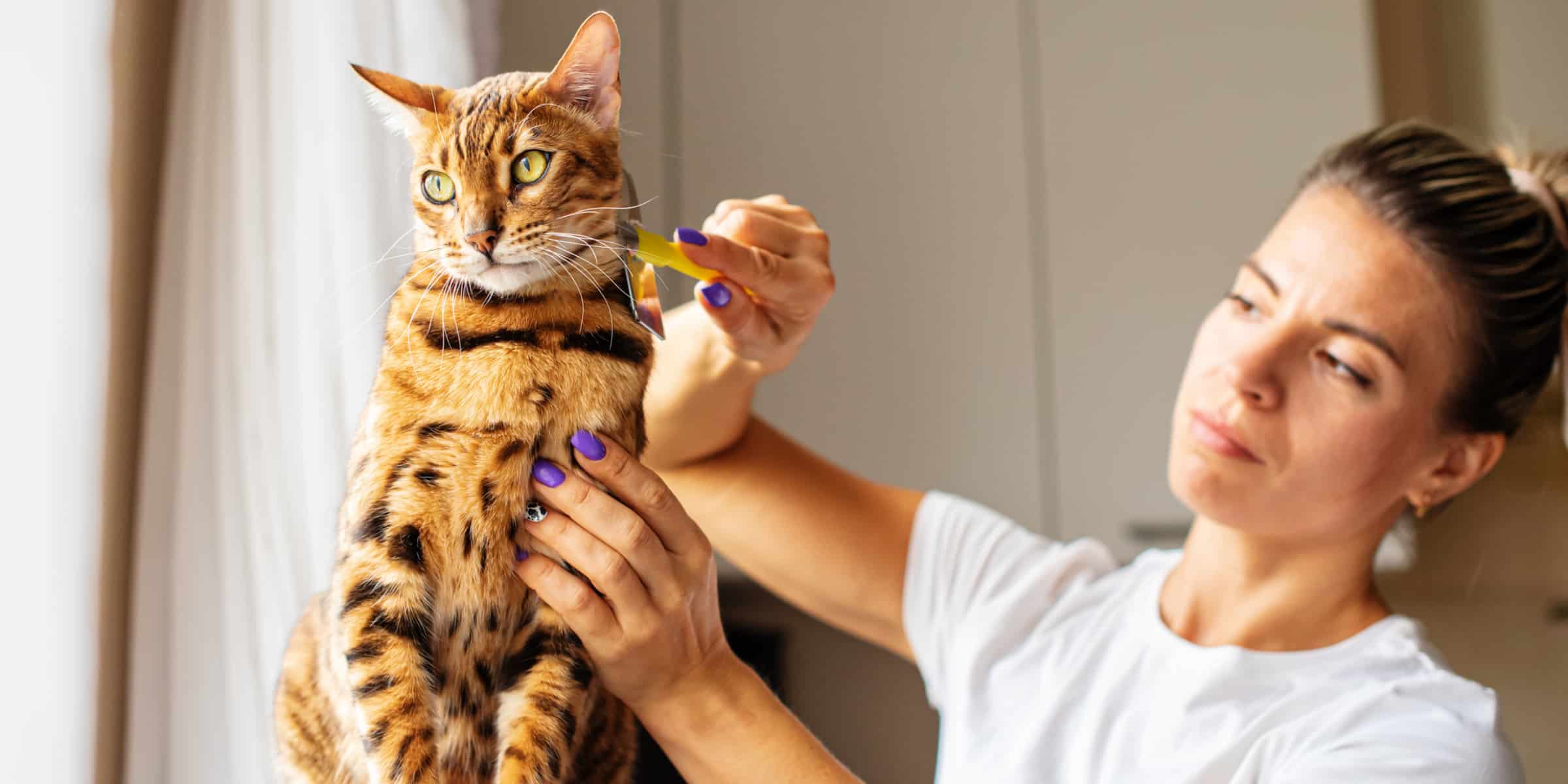 A woman is brushing a bengal cat.