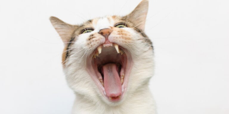 A cat is yawning with its mouth open.