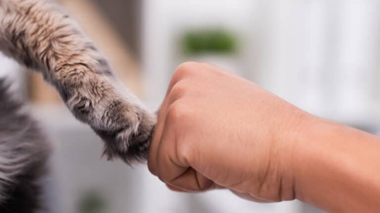 A person's hand is holding a cat's paw.