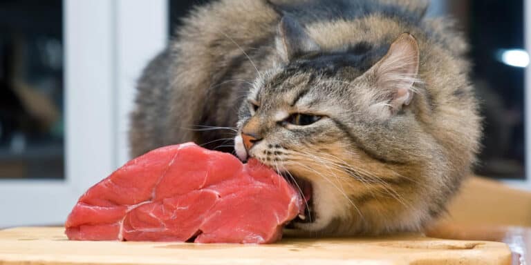 A cat is eating a piece of meat on a cutting board.