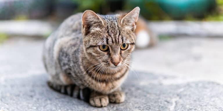 A tabby cat is sitting on the ground.
