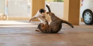 Two cats fighting on the ground in front of a car.