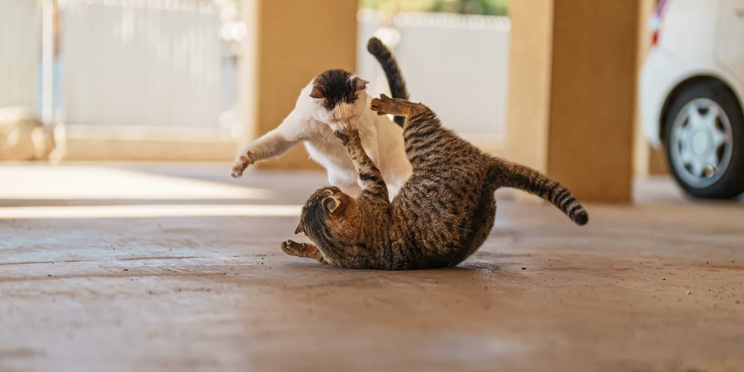 How Do You Stop Territorial Aggression in Cats
