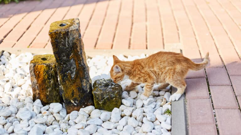 A cat drinking water from a fountain.
