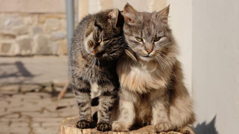 Two cats sitting on top of a piece of wood.