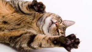 A tabby cat laying on its back.