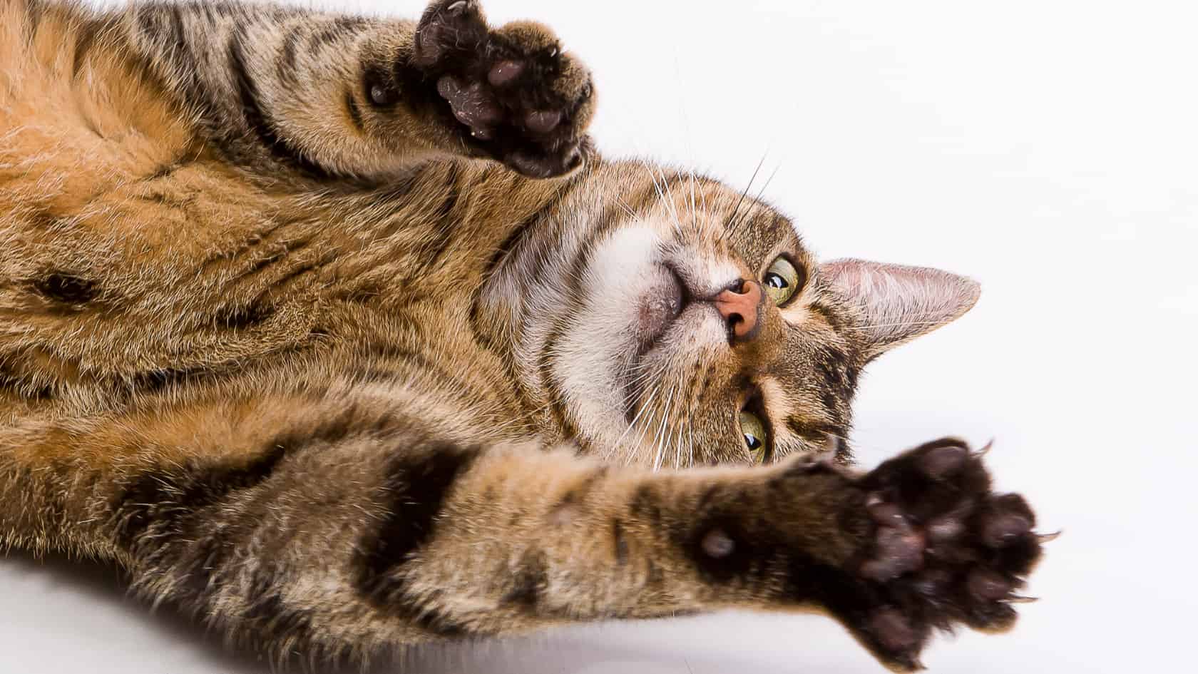 Cats in Pain The Hidden Dangers of Splitting Nails