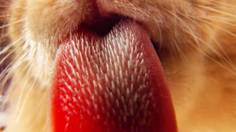 A close up of a cat's tongue.