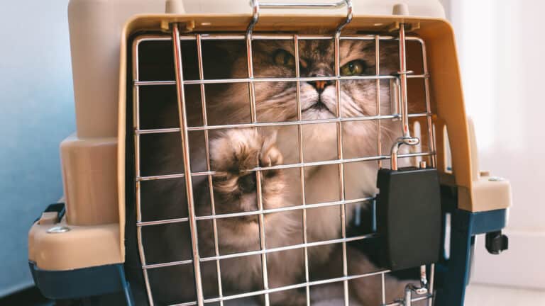 A cat is sitting in a cat carrier.