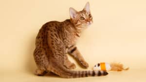 A bengal cat playing with a toy on a yellow background.