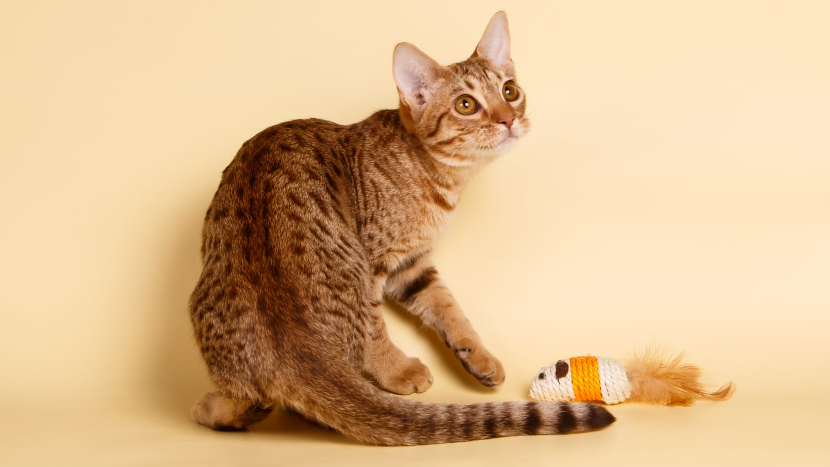 A bengal cat playing with a toy on a yellow background.