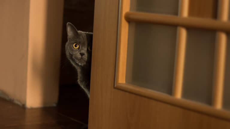 A cat peeking out of a door.