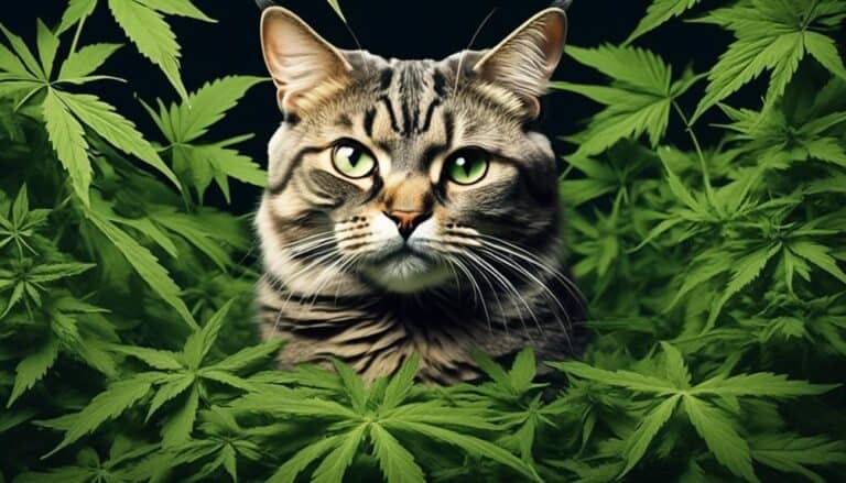 cats and marijuana risks