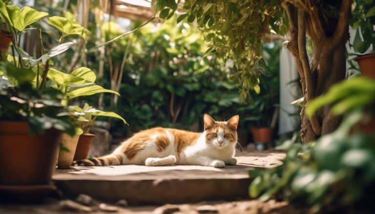 heat survival for feral cats