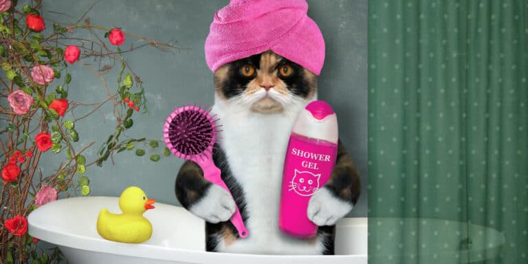 A cat wearing a pink turban and holding a rubber duck.