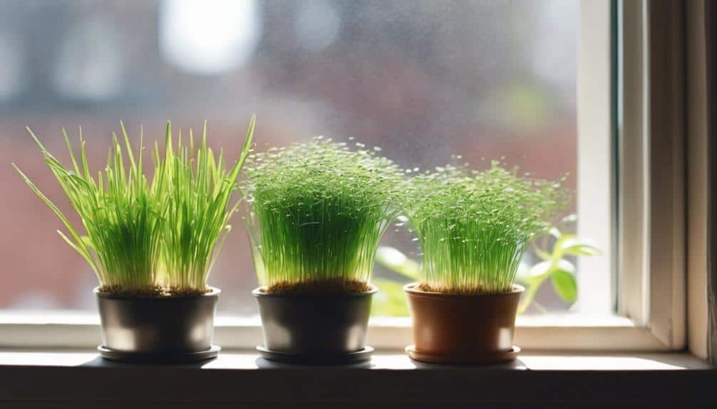 growing cat grass at home