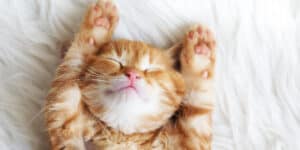 A cat lying on its back with its eyes closed.