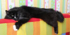 male cat
