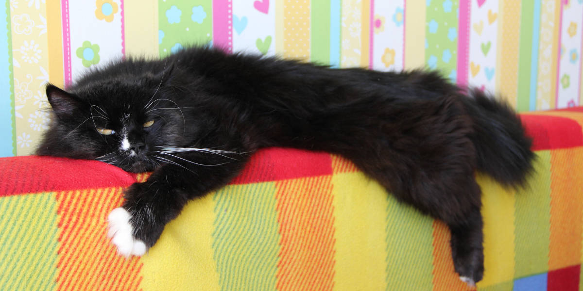 male cat