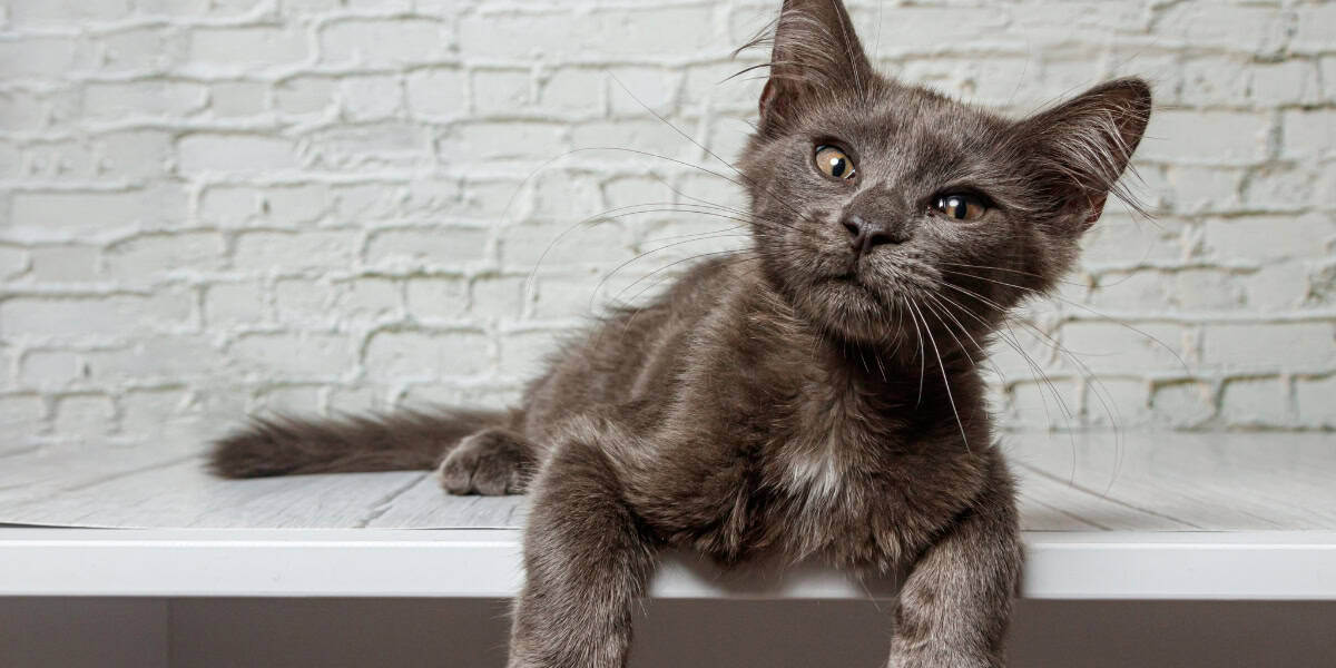 A gray cat with a white patch on its chest is lying on a white surface against a white brick wall background.