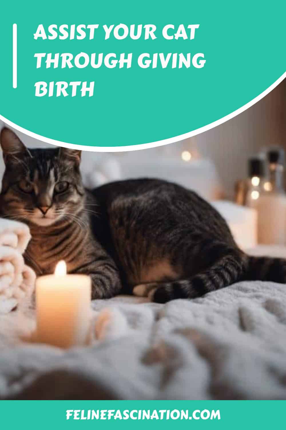 A tabby cat lying on a bed surrounded by lit candles. The text reads, "Assist your cat through giving birth" and the website "felinefascination.com" is displayed at the bottom.