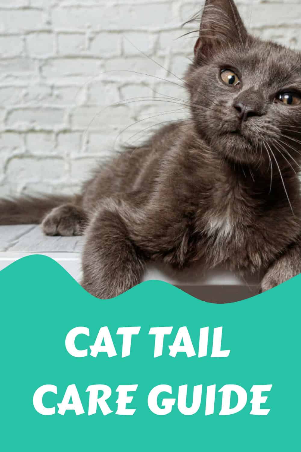 Gray cat lays on a surface with a green banner below reading, "Cat Tail Care Guide.