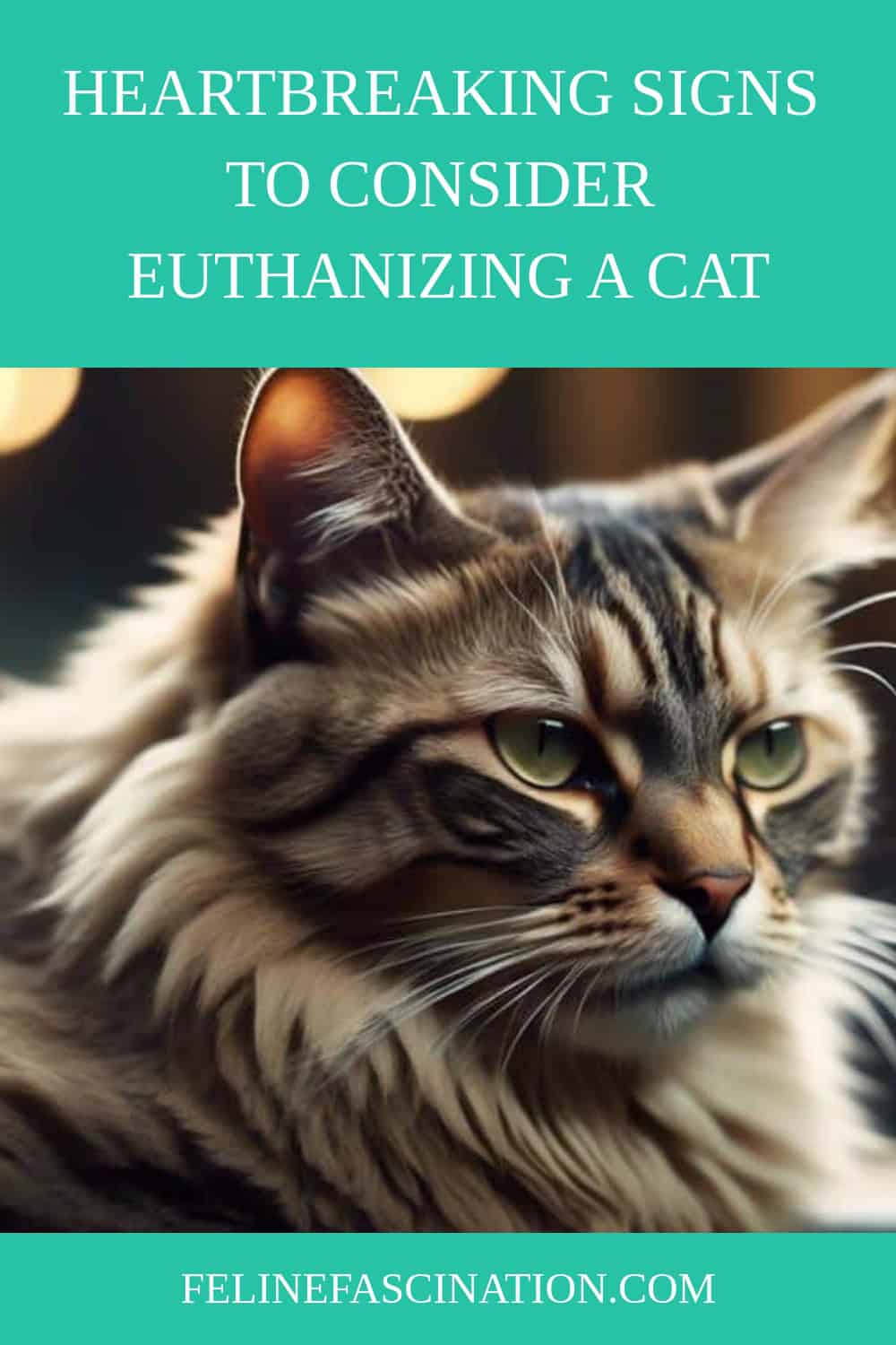 Close-up of a serious-looking cat with text above it reading, "Heartbreaking signs to consider euthanizing a cat." Website "FelineFascination.com" displayed at the bottom.