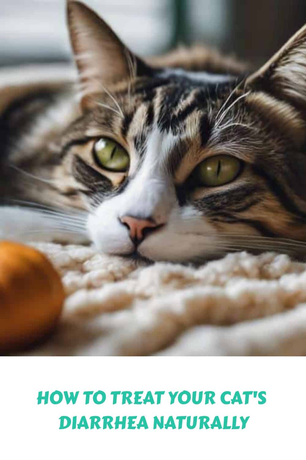 Close-up of a relaxed cat lying on a soft surface. Below the cat, text reads: "How to treat your cat's diarrhea naturally.