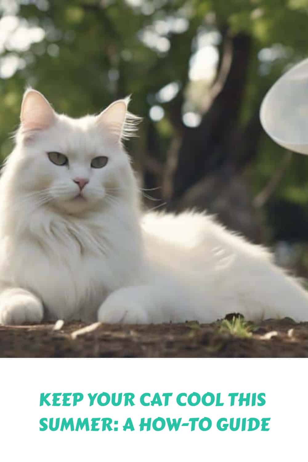 A fluffy white cat lying outdoors on the ground. The image includes text that reads, "KEEP YOUR CAT COOL THIS SUMMER: A HOW-TO GUIDE.
