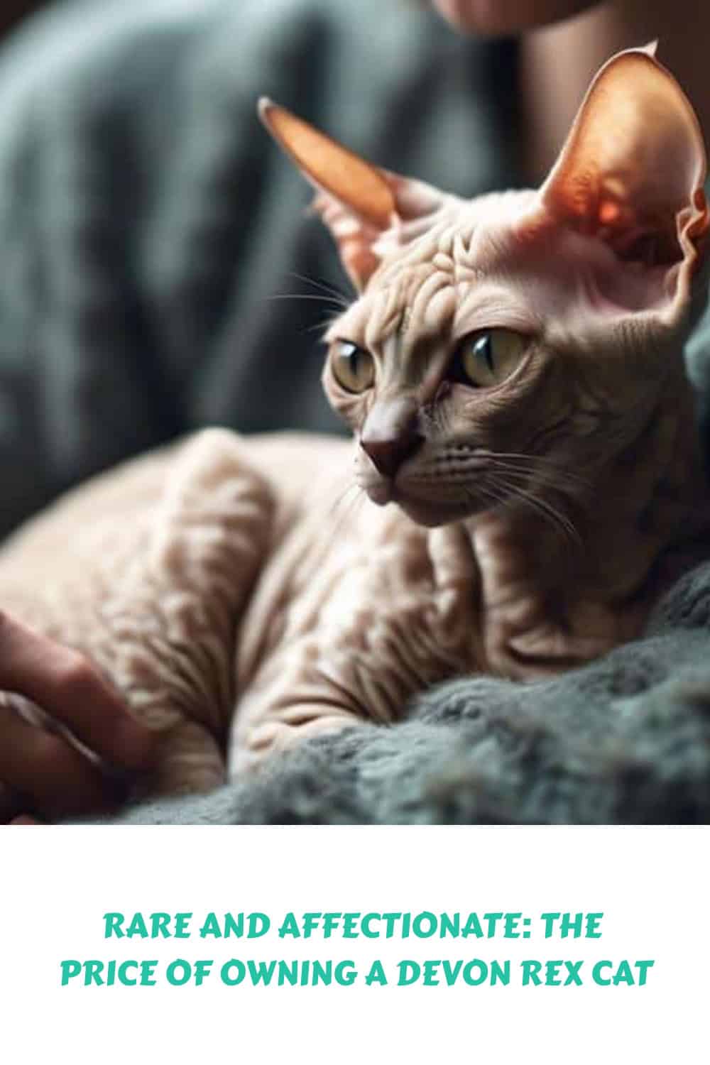 A Devon Rex cat with large ears and curly fur rests on a green blanket. Text at the bottom reads, "Rare and affectionate: The price of owning a Devon Rex cat.