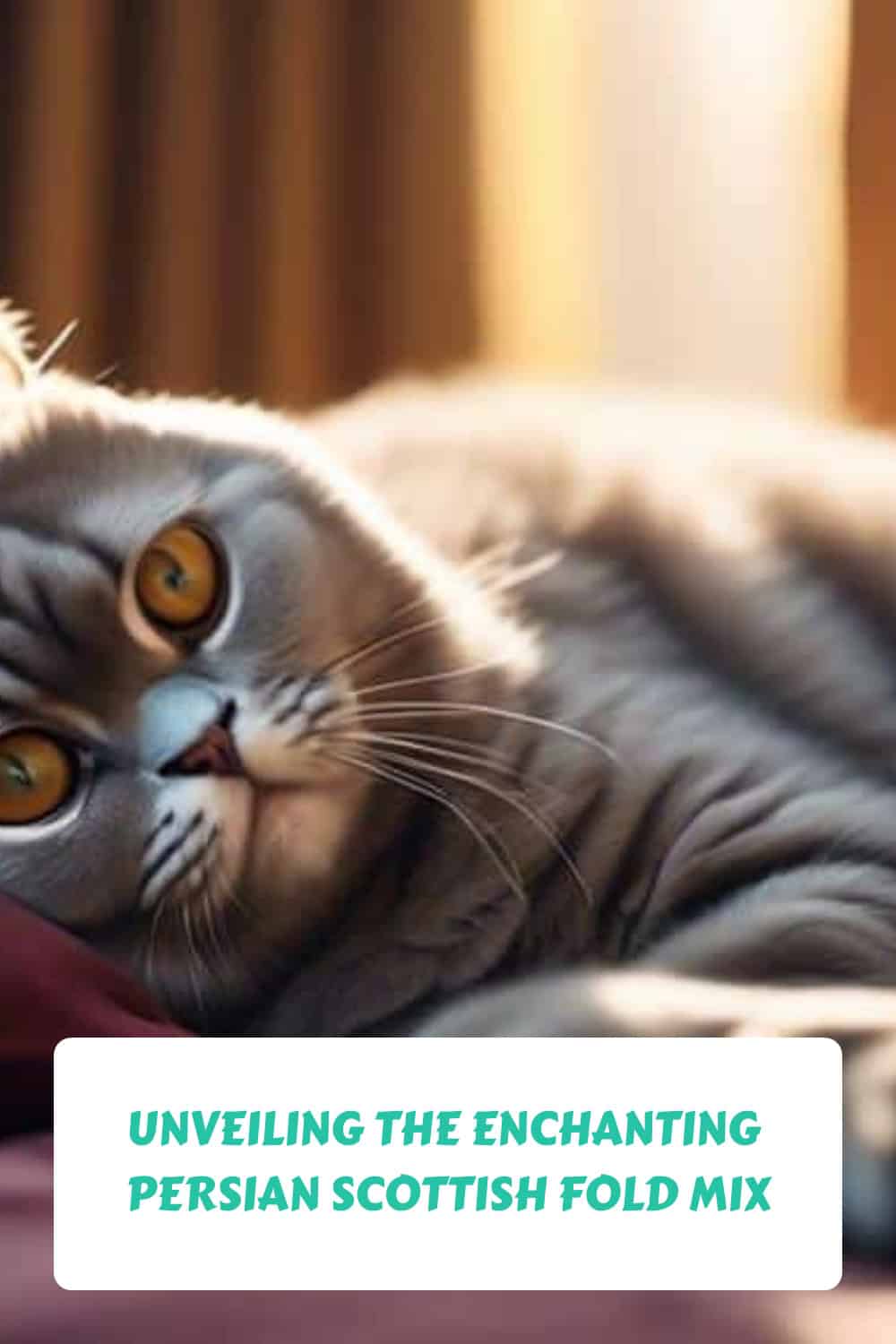 A gray cat with large yellow eyes lies down, looking directly at the camera. Text below reads: "Unveiling the Enchanting Persian Scottish Fold Mix.
