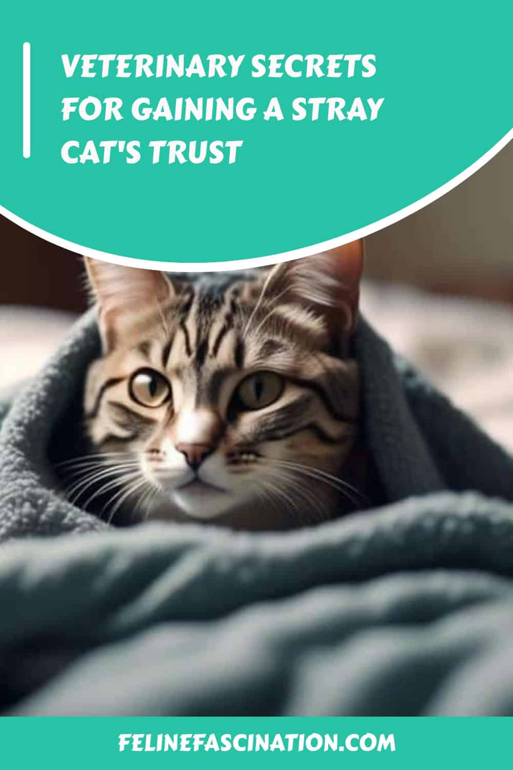 A tabby cat wrapped in a blanket is featured on the cover of a book titled 'Veterinary Secrets for Gaining a Stray Cat's Trust' with the website FelineFascination.com displayed at the bottom.