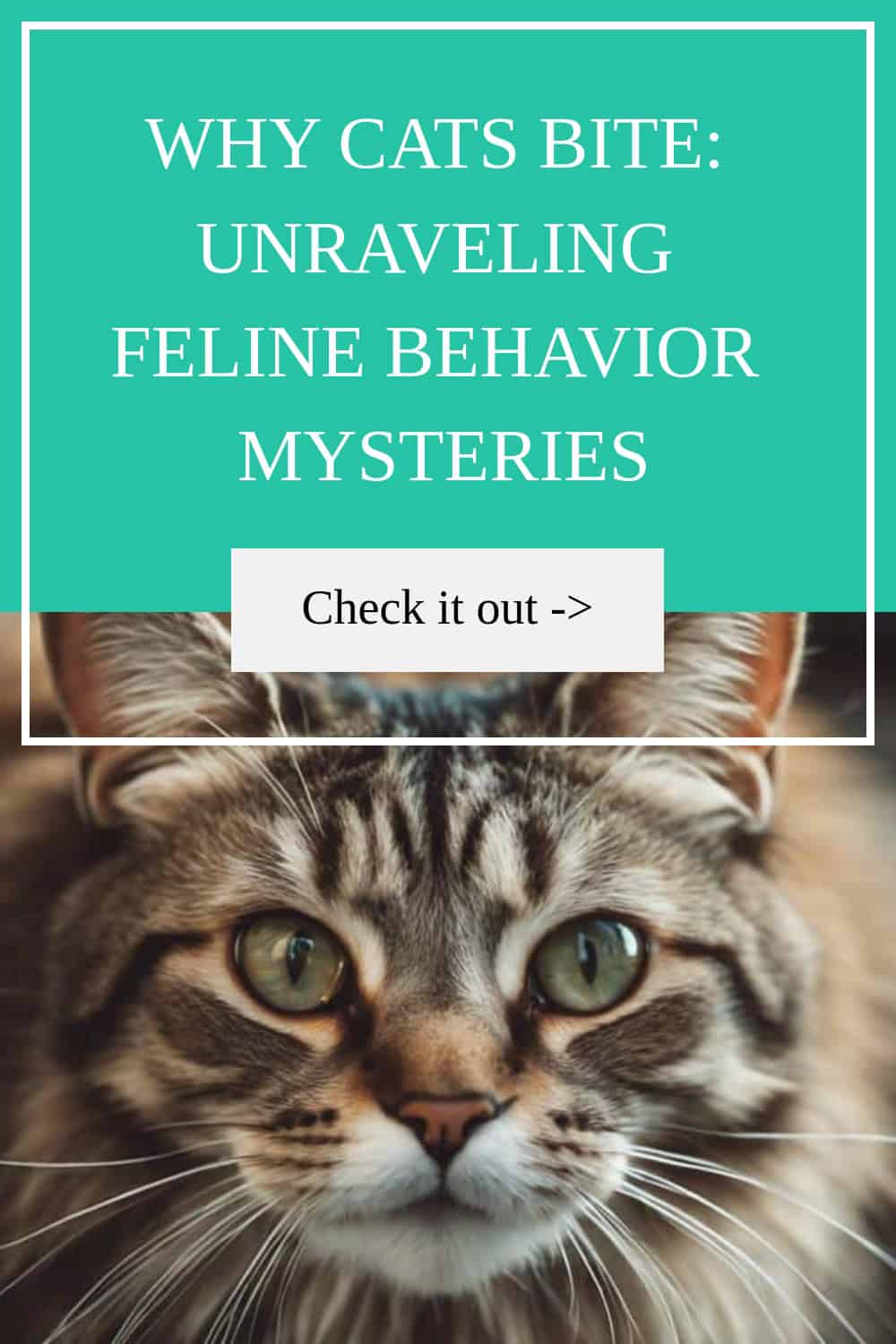 Close-up of a cat's face with text above that reads, "Why Cats Bite: Unraveling Feline Behavior Mysteries" and a button below saying, "Check it out ->".