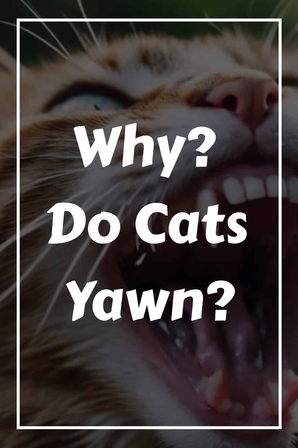 Close-up of a cat mid-yawn with the text "Why? Do Cats Yawn?" written over the image in bold, white lettering.