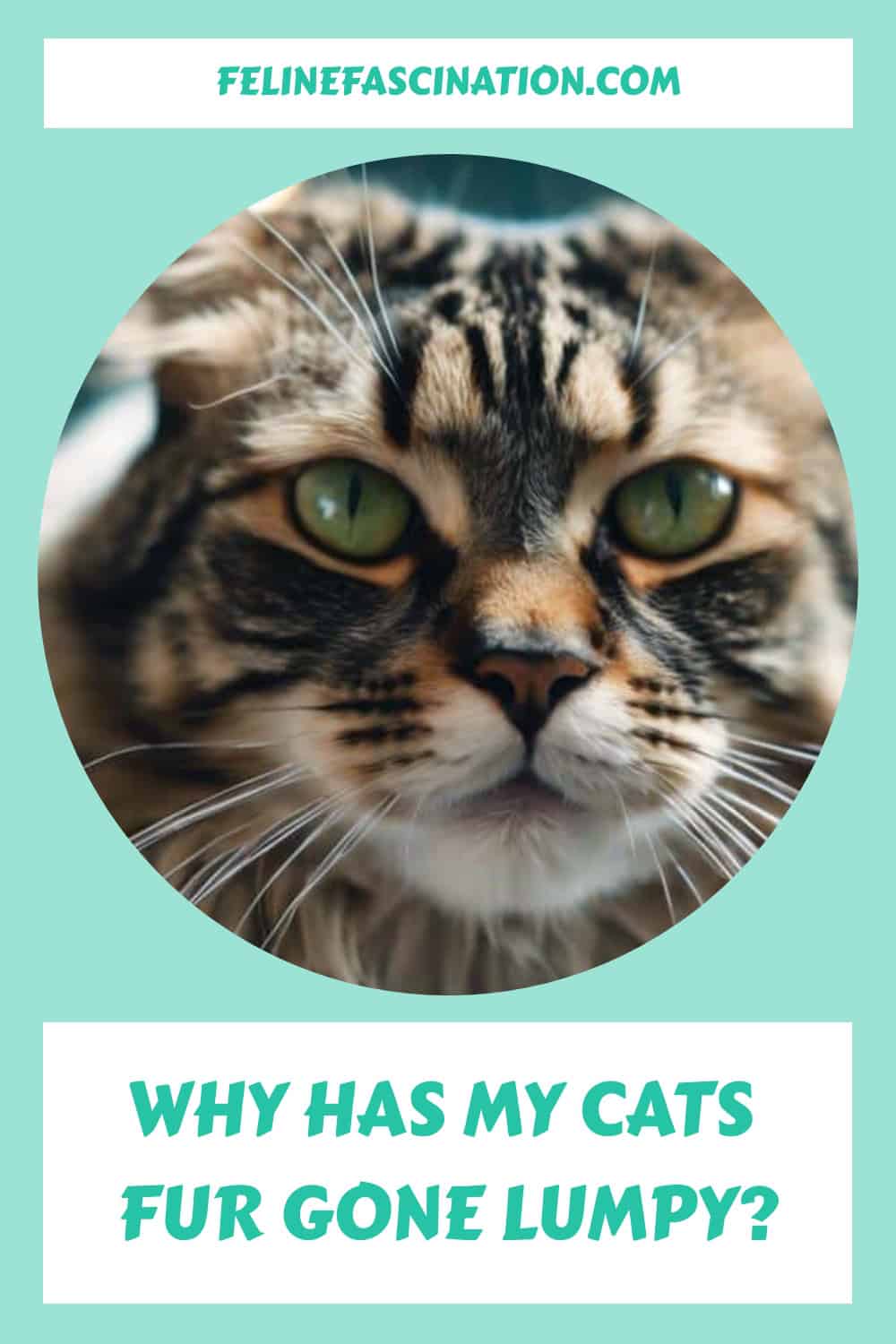 Close-up of a cat's face with a text at the top reading "FELINEFASCINATION.COM" and a text at the bottom asking "WHY HAS MY CATS FUR GONE LUMPY?.