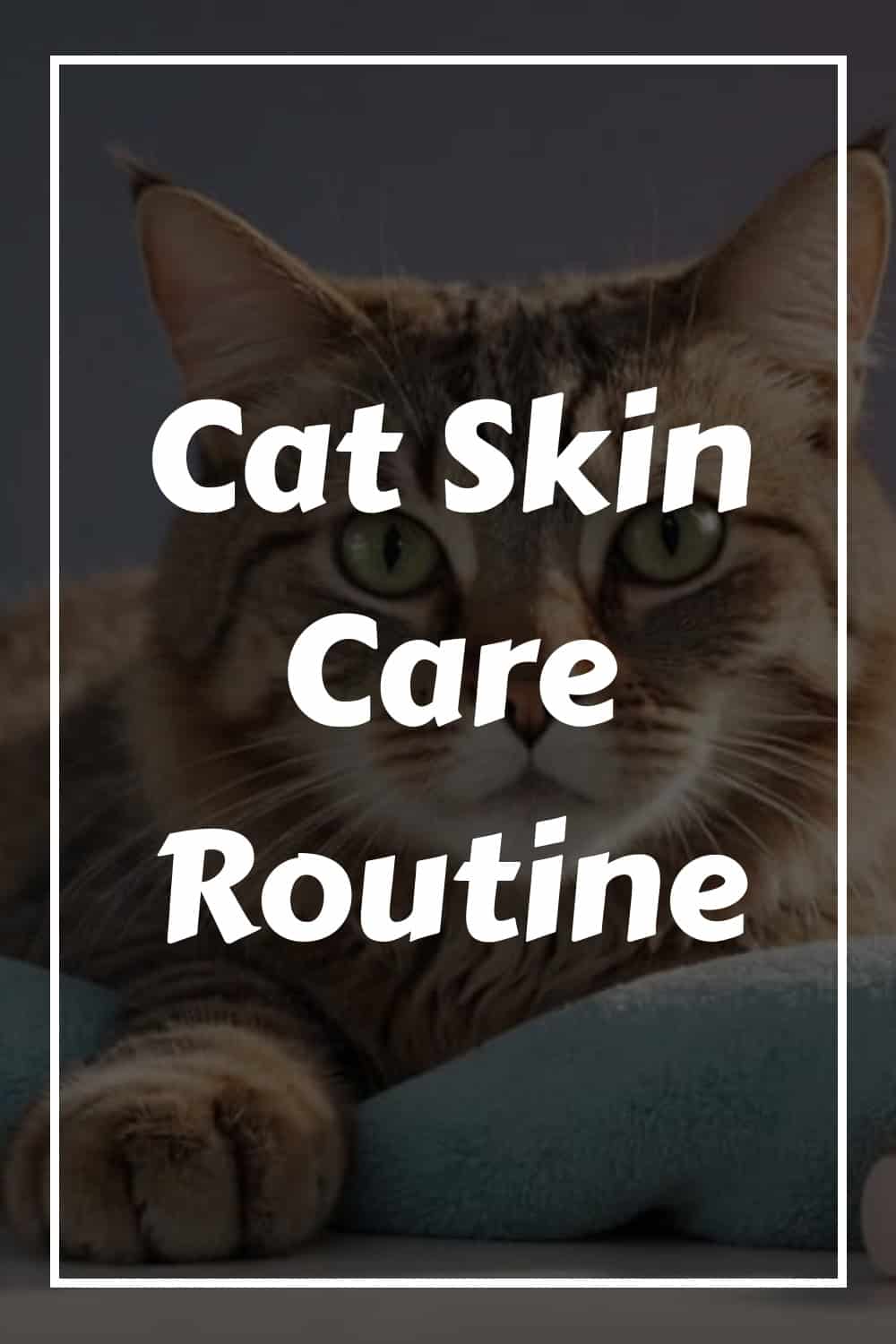 Image of a cat resting, with overlay text reading "Cat Skin Care Routine.