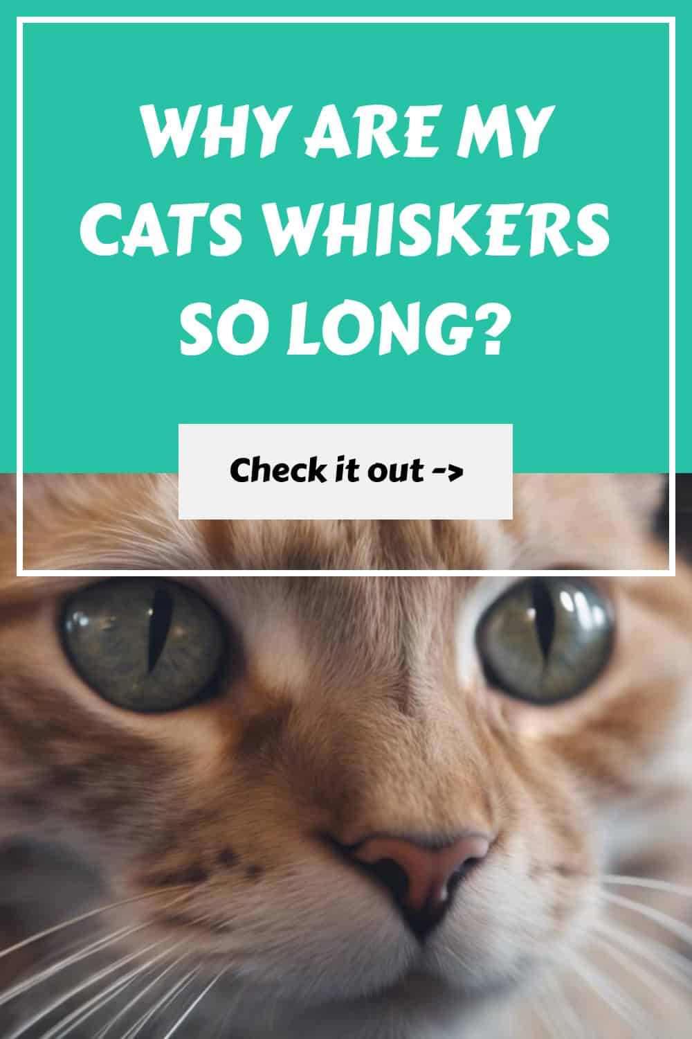 Close-up of a cat's face with green eyes. Text overlay reads, "Why are my cat's whiskers so long? Check it out.