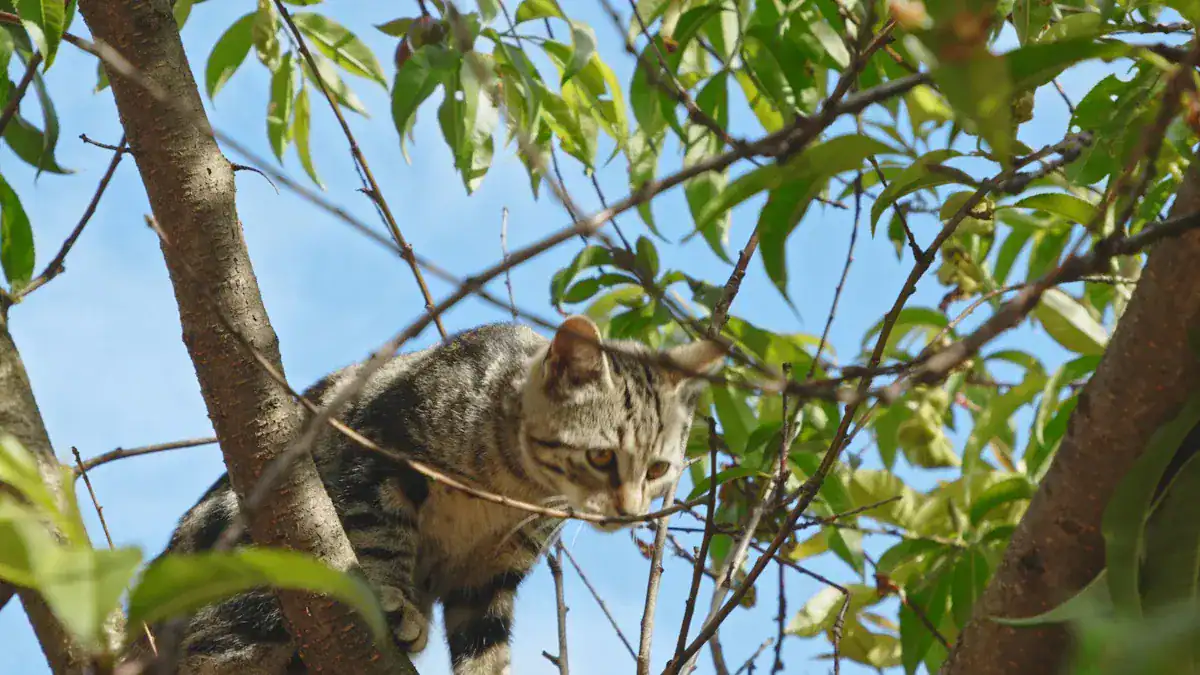 Cats Perfect Evolution